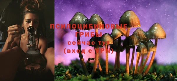 прущие грибы Россошь